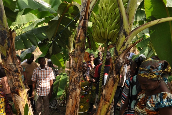 Développement agricole: Rencontre d’échanges d’expériences entre producteurs sur la culture de la banane plantain à Niablé